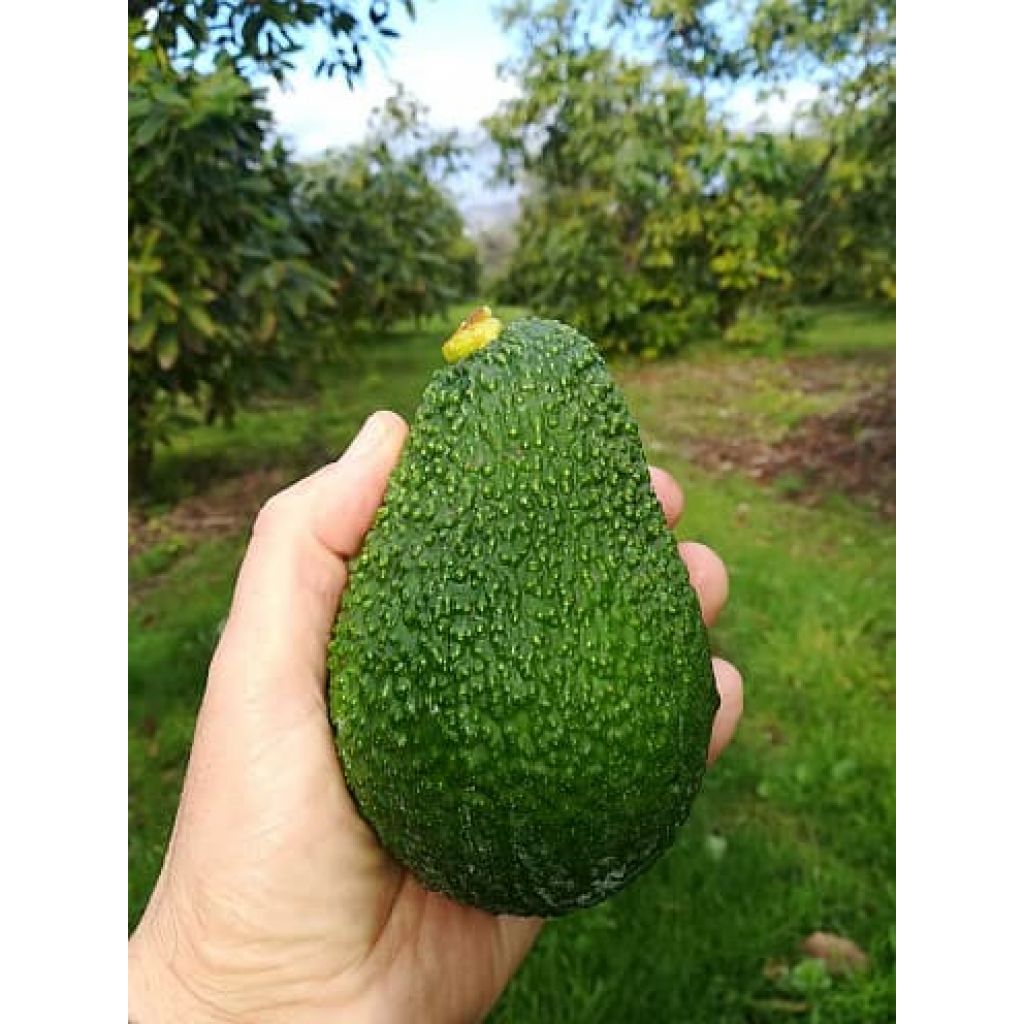 Box 4 Kg di Avocado Hass BIO
