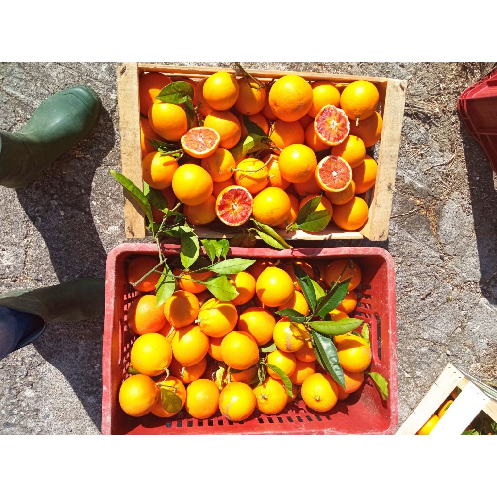 CASSETTA DI ARANCE ROSSE 14,5 KG