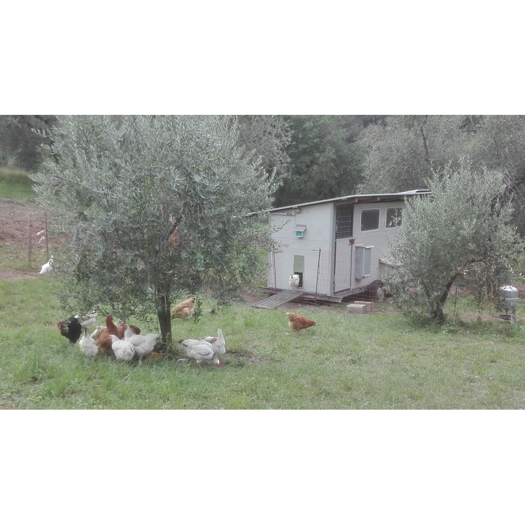 Contenitore da 4 uova