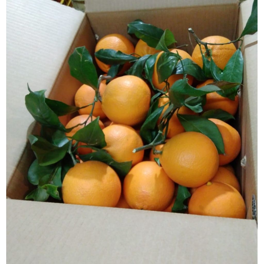 ARANCE ROSSE CAL. GRANDE