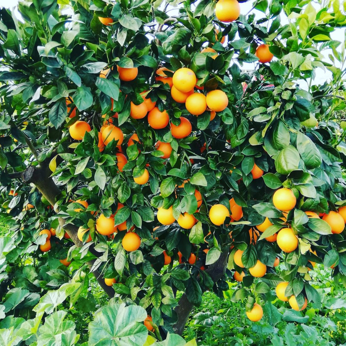 ARANCE DI LUCIO E KETTY