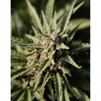 schermata 20220312 alle 12.33.20