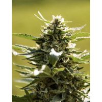 schermata 20220312 alle 12.33.35