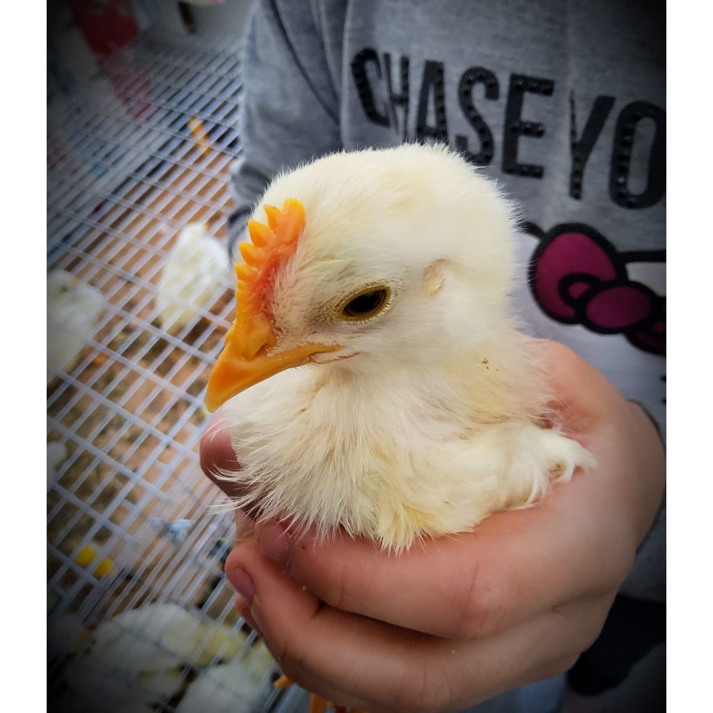 Pulcinotti di livornese