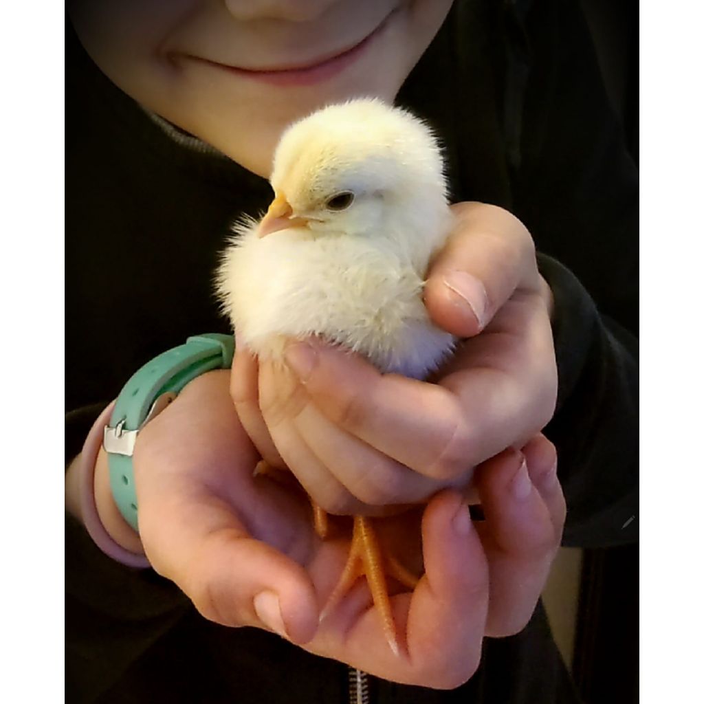 Pulcini di livornese