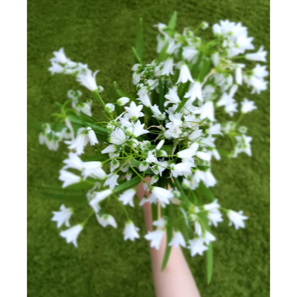 Aglio triquetro mazzo