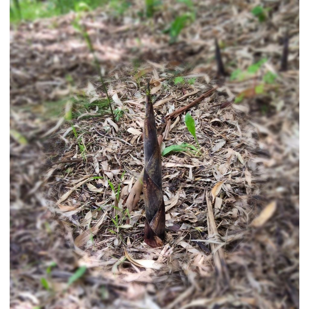 Germogli di bamb&uacute;