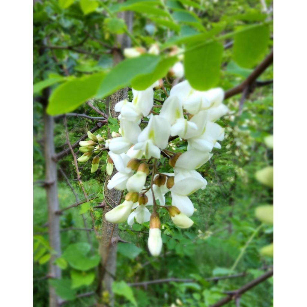 Fiori di acacia sacchetto