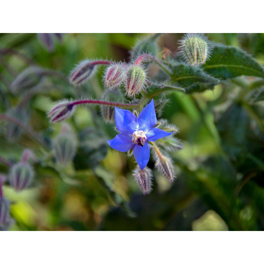 Borraggine sacchetto