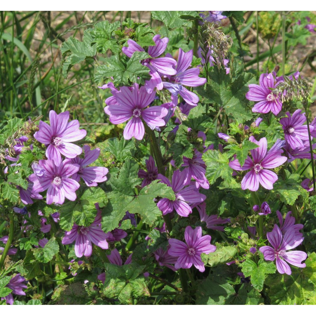 Malva Sylvestris sacchetto
