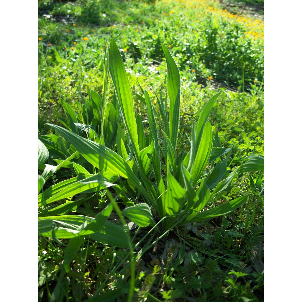 Orecchie di lepre sacchetto