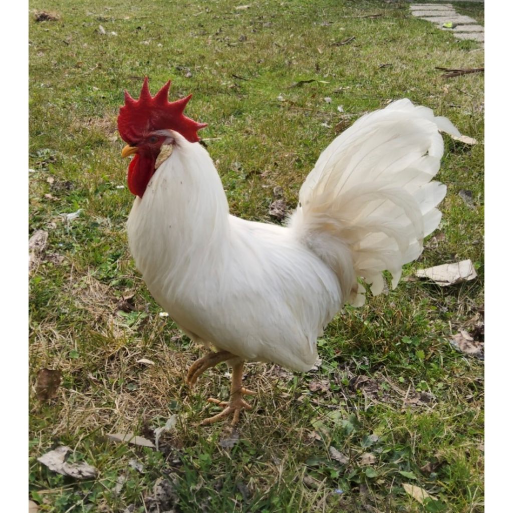 Galletto livornese da tavola