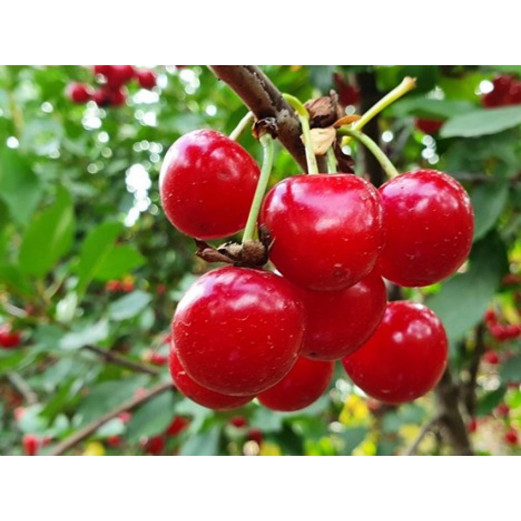 Amarene bio IGP di MArostica, 2Kg