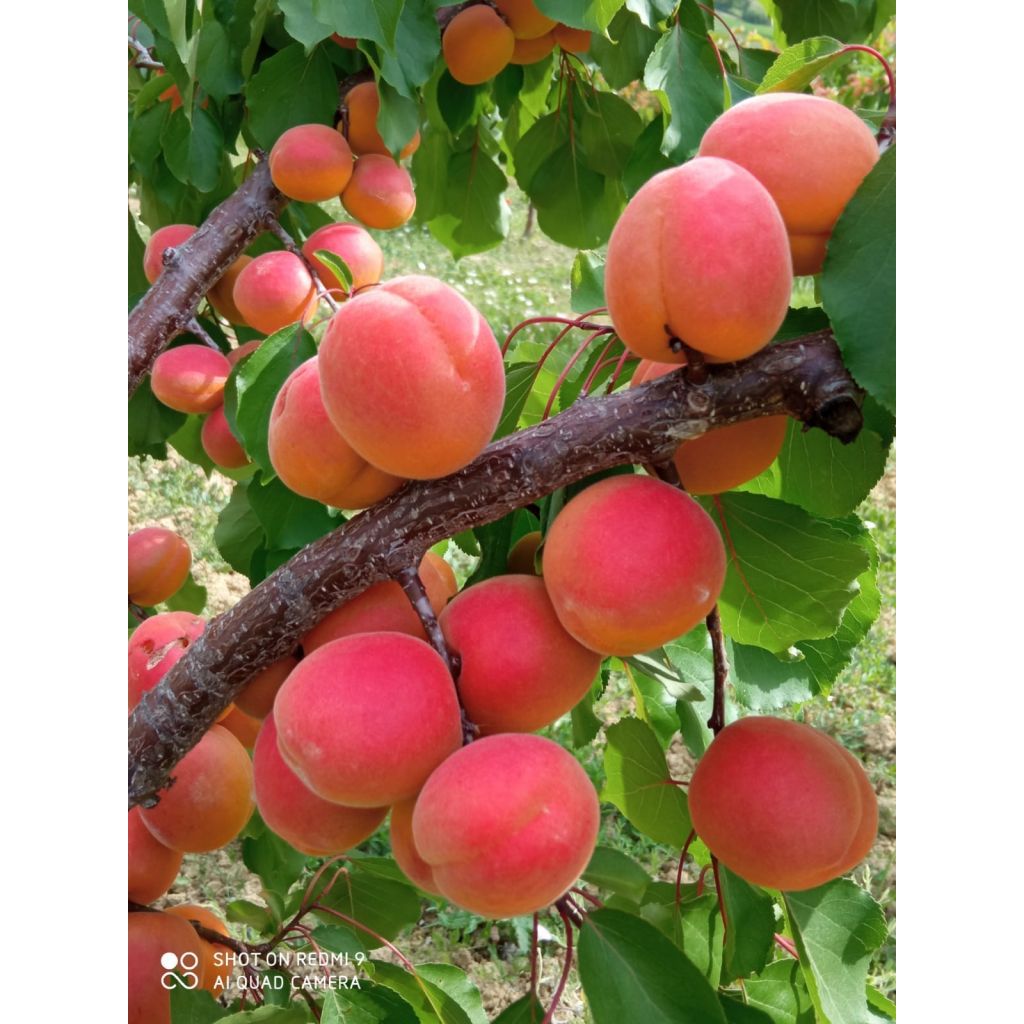 Albicocche Bio Cat.II