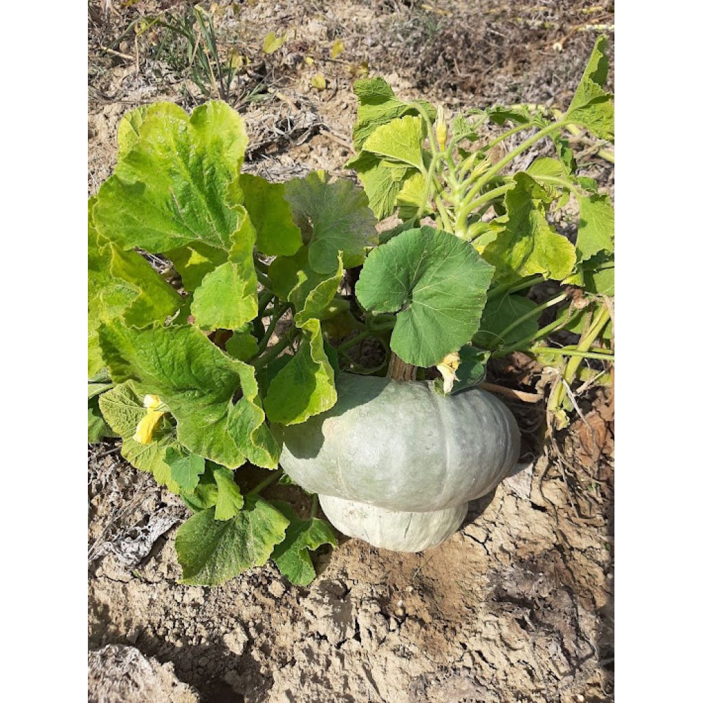 Zucche Capel del Prete Bio