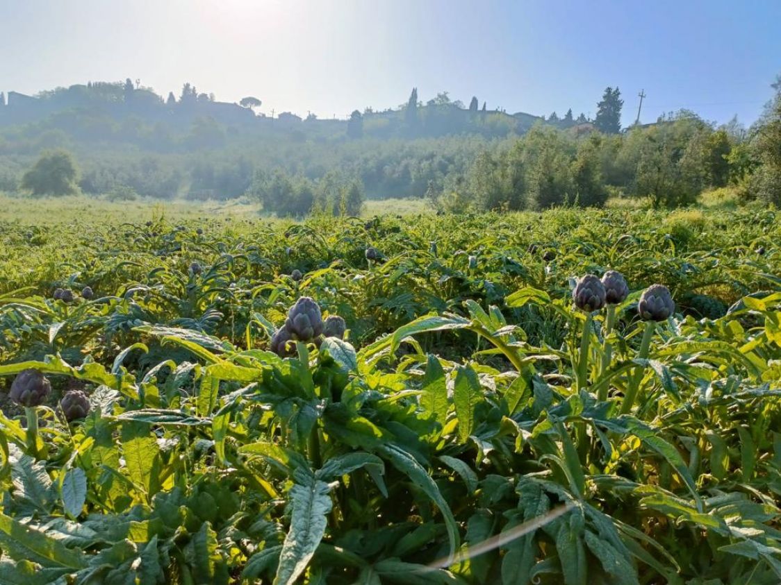 Azienda Agricola La Vaccareccia