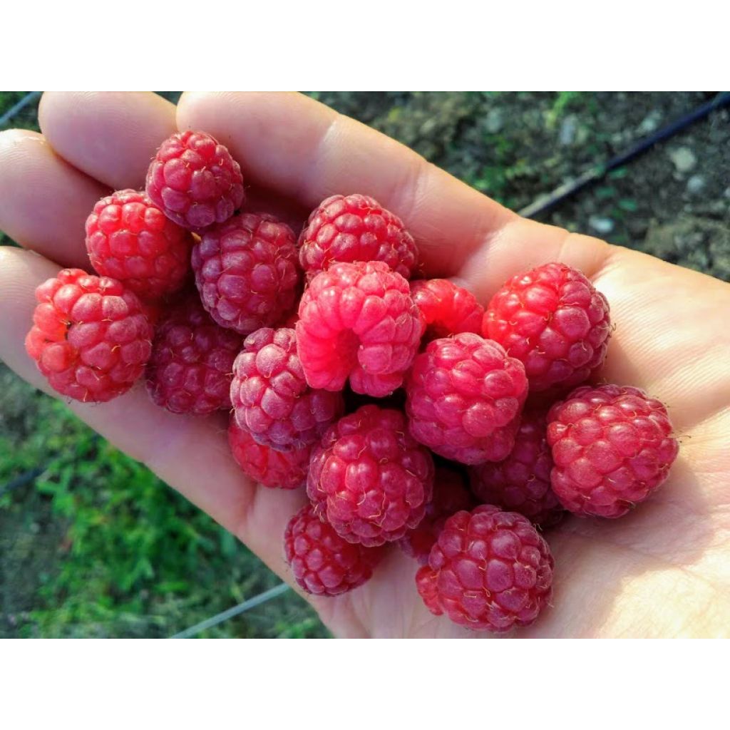 Vaschetta lamponi da 125g