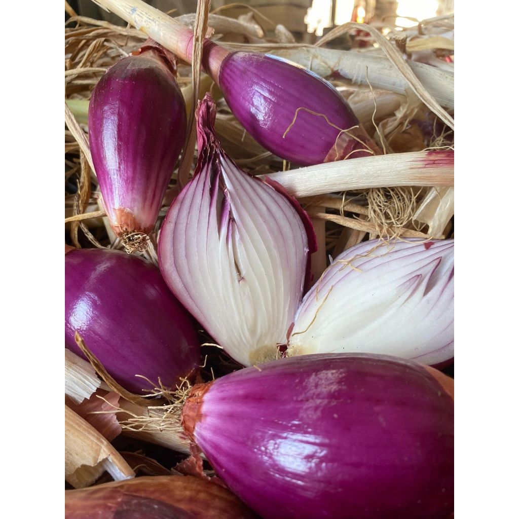 Cipolle rosse tropeane - 5KG