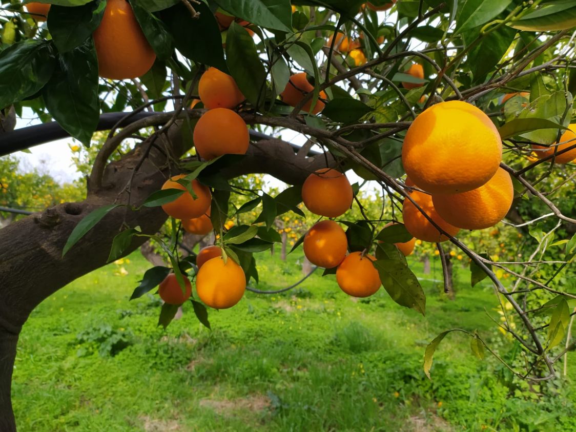 Azienda agricola Bellofiore