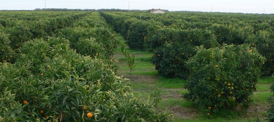 Azienda Agricola Possidente Maria