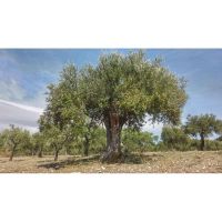 alberoulivoolivaoliocaltabellottamin