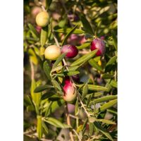 olive biancolilla caltabellotta