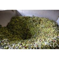 raccogliotoreolivegenuiner