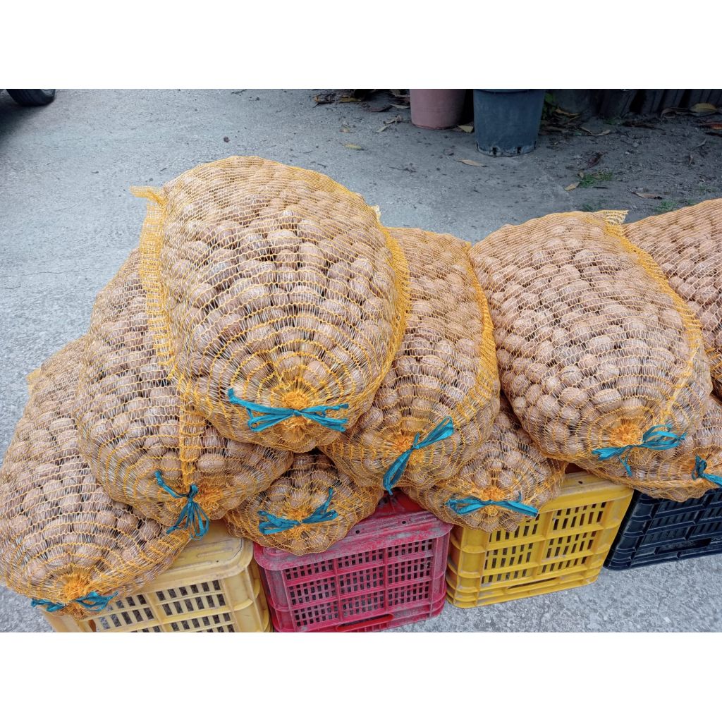 Noce di Sorrento -Kg