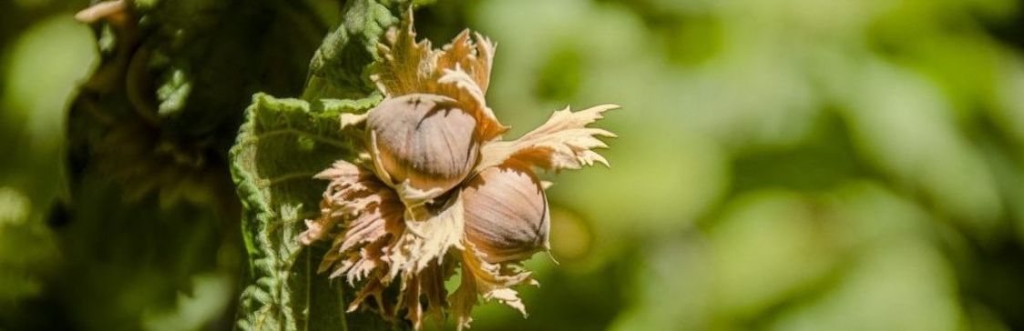 Azienda Agricola Parano