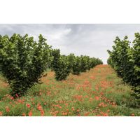 fotopapaveri1091030x682