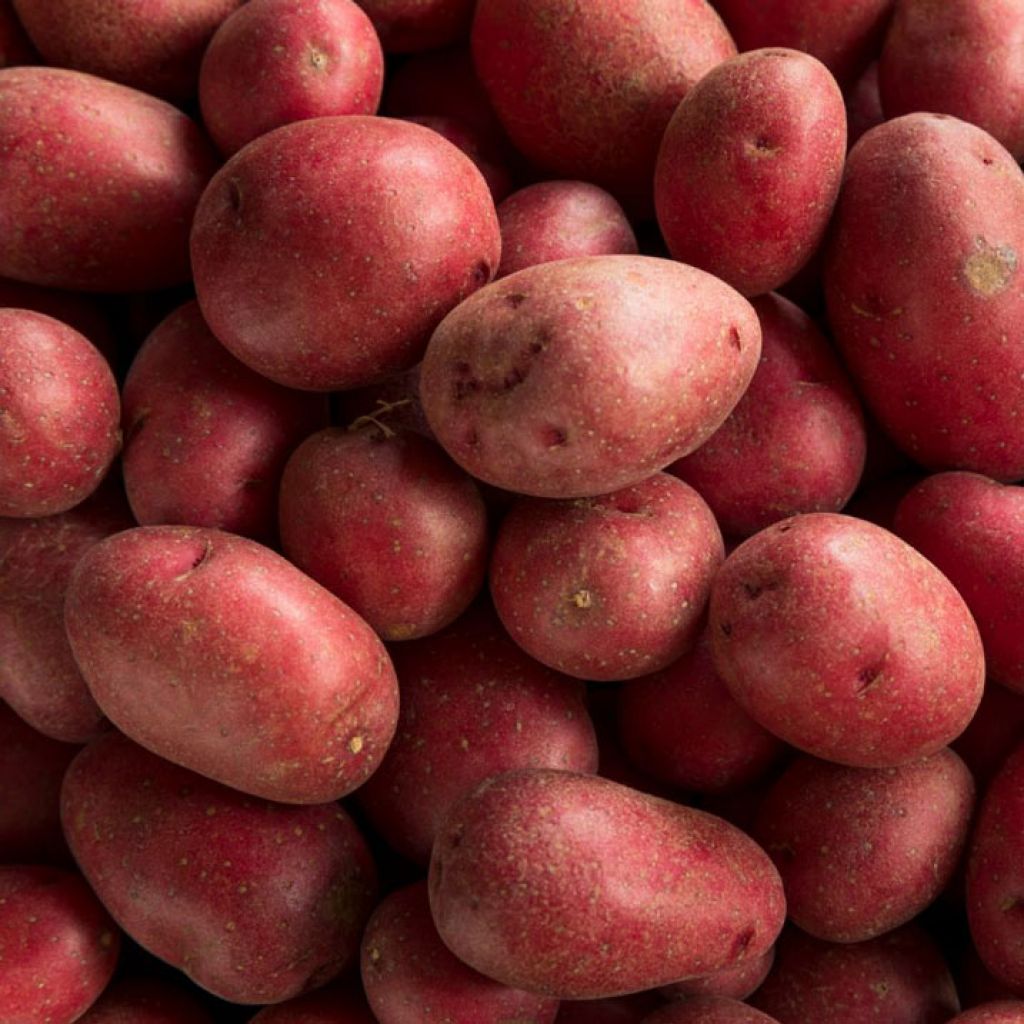 Patata rossa 5 Kg Carpente