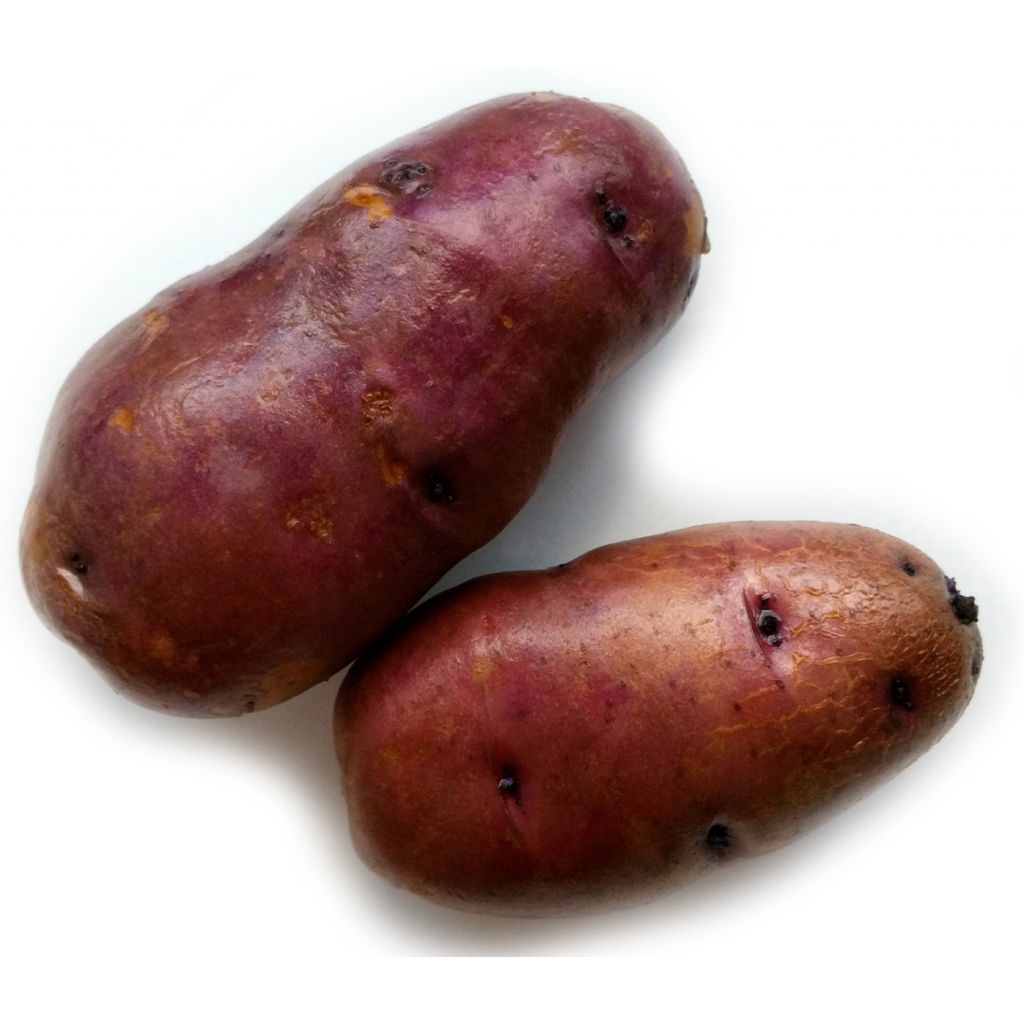 Patata turchesa 5 Kg Carpente