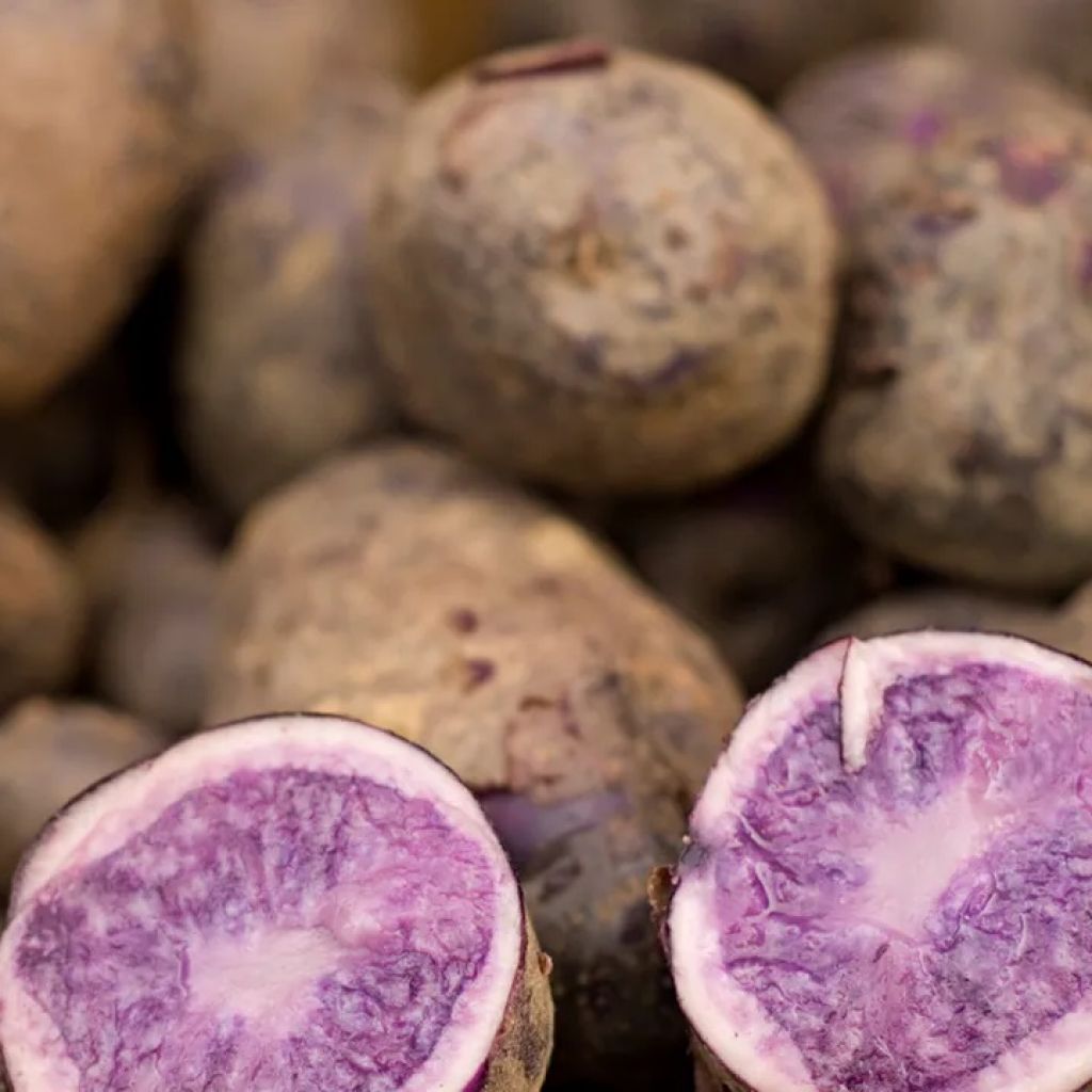 Patata viola 5 Kg Carpente