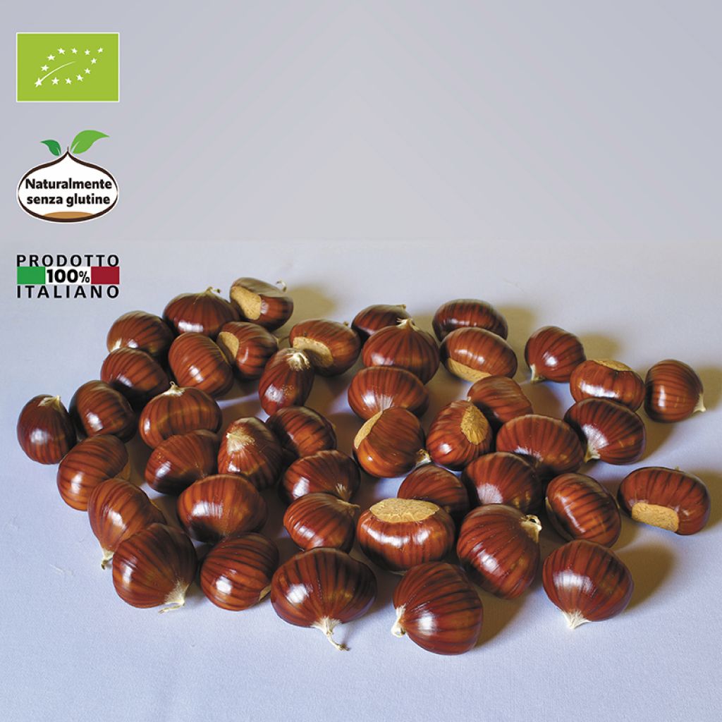 MARRONE (PICCOLO) CONFEZIONE KG 1