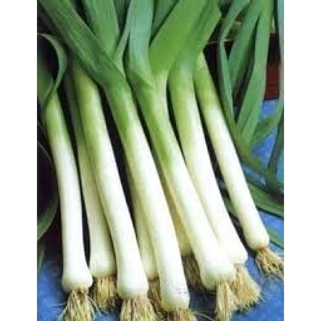 Cipolotti in casa da 8 mazzi