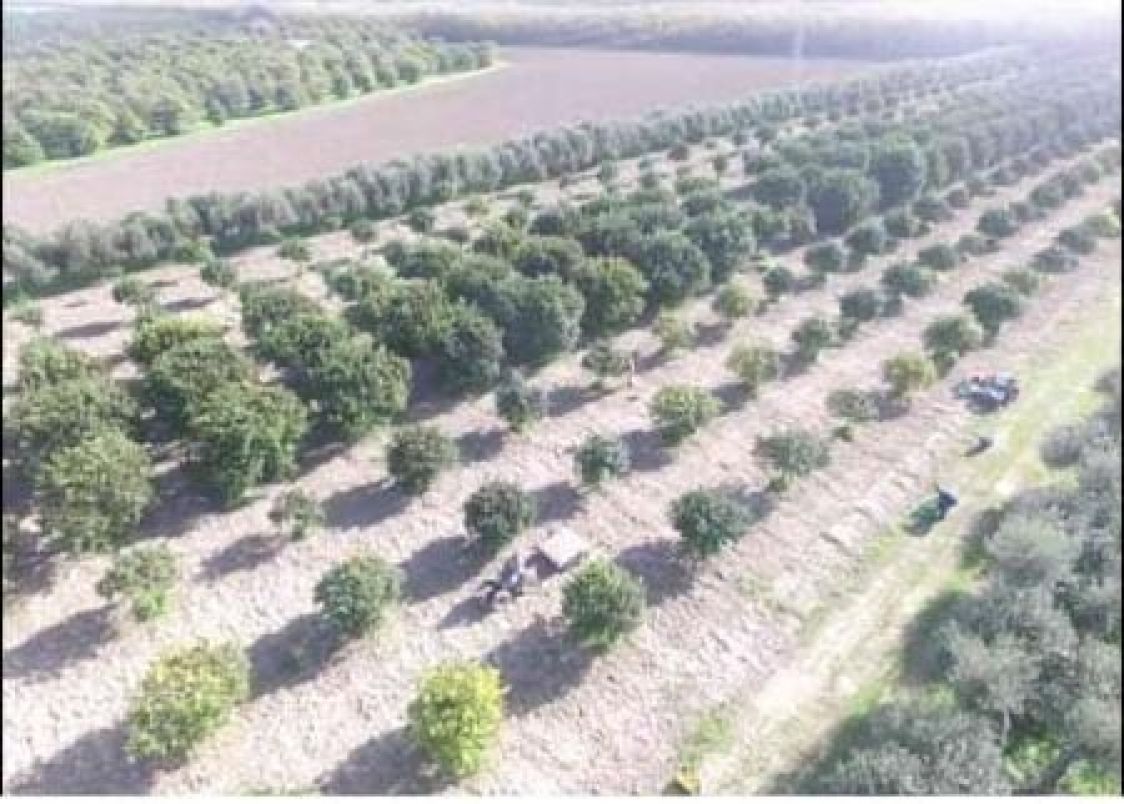 Alba Verde societ&agrave; semplice di Grande Paolo