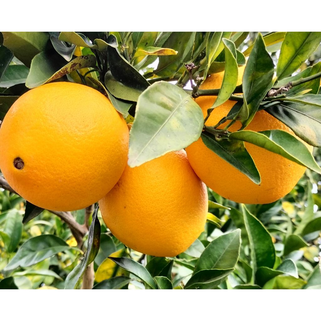 Box arance Navel 12 Kg