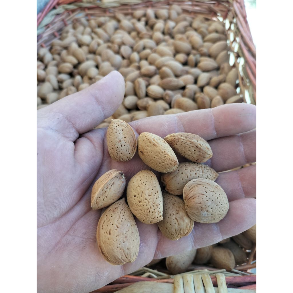 Box Mandorle di Avola in guscio ||&deg;categoria romana 5 kg