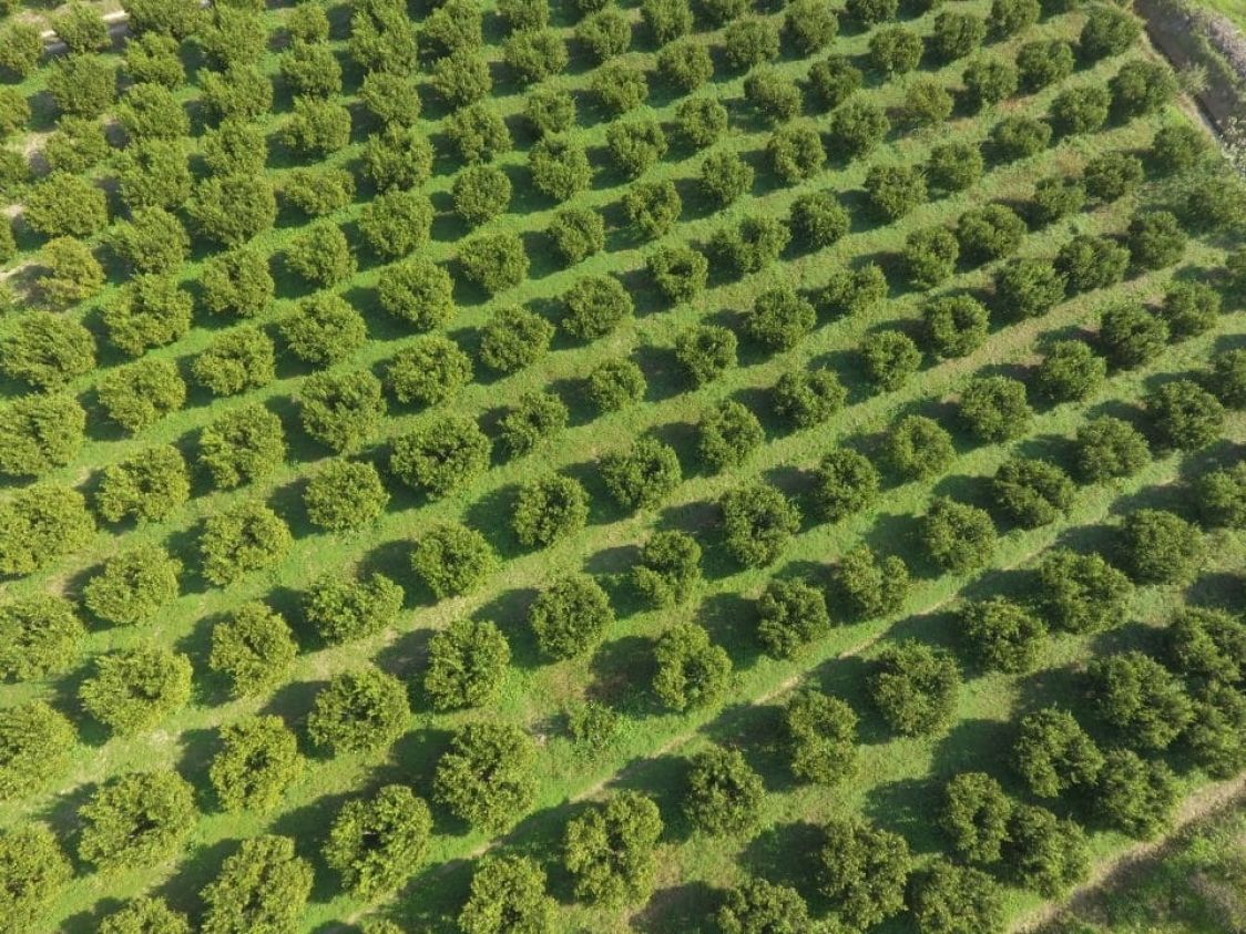 SOCIET&Agrave; AGRICOLA MARUCA EXPORT SRL