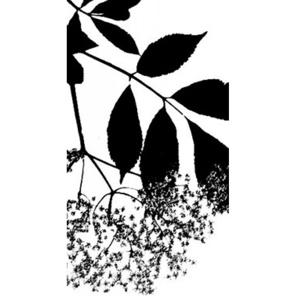 Fiori di sambuco 25g