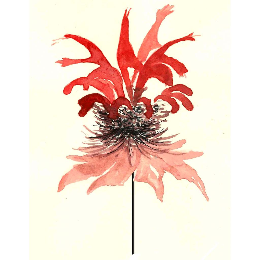 T&egrave; oswego 25g