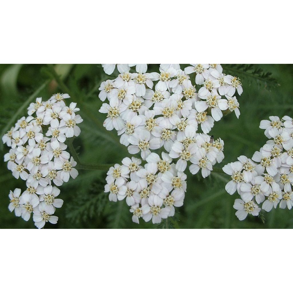 Achillea Infuso - 10 gr - sacchetto carta con zip piccolo