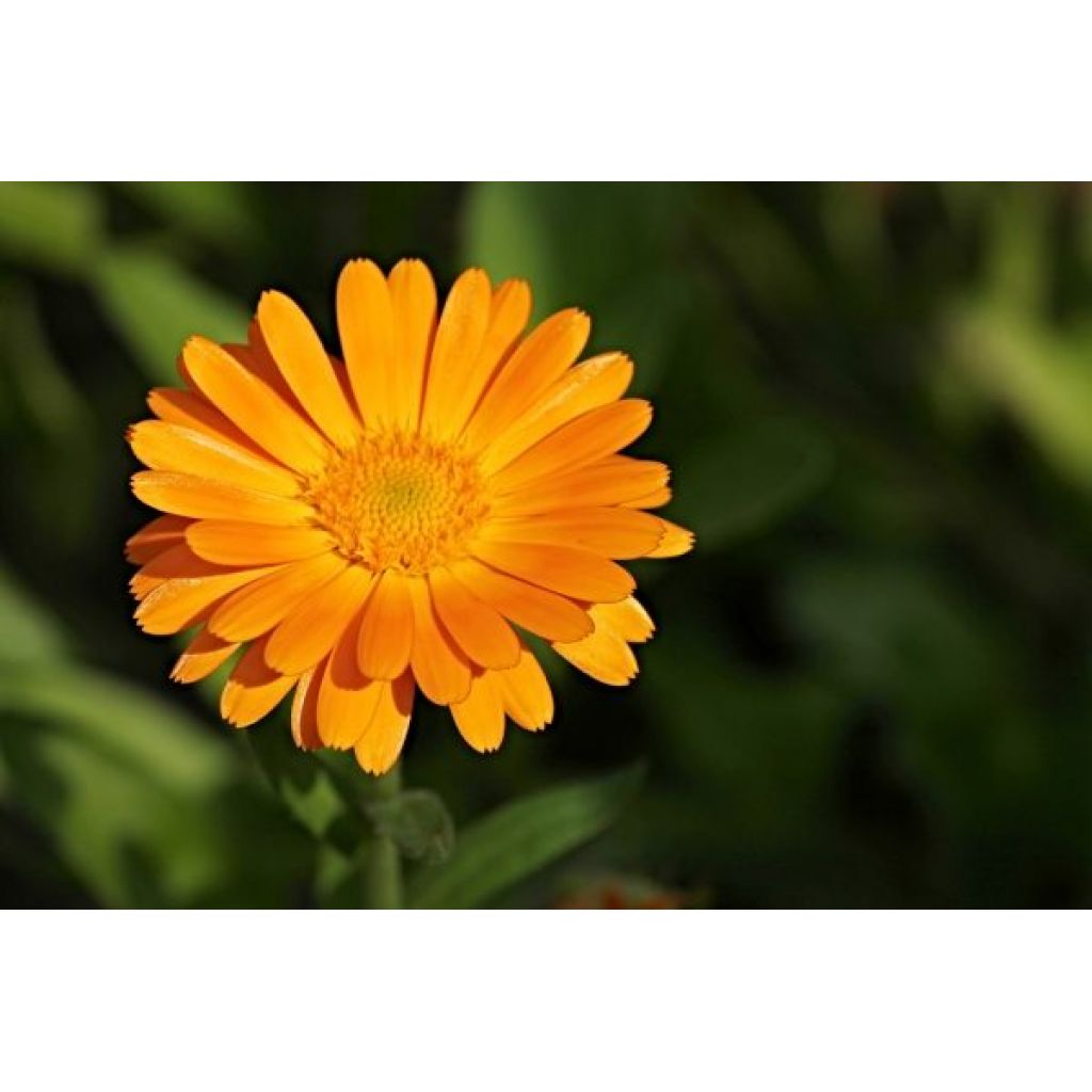 Calendula Infuso - 10 gr - sacchetto carta con zip grande