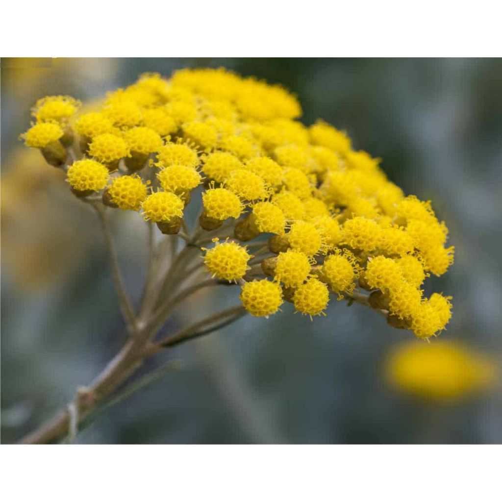 Elicriso Infuso - 20 gr - sacchetto carta con zip grande