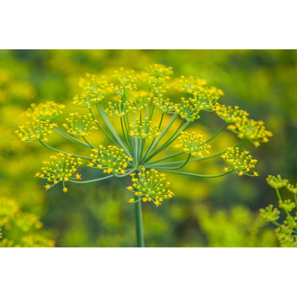 Finocchietto Infuso - 20 gr - sacchetto carta con zip piccolo