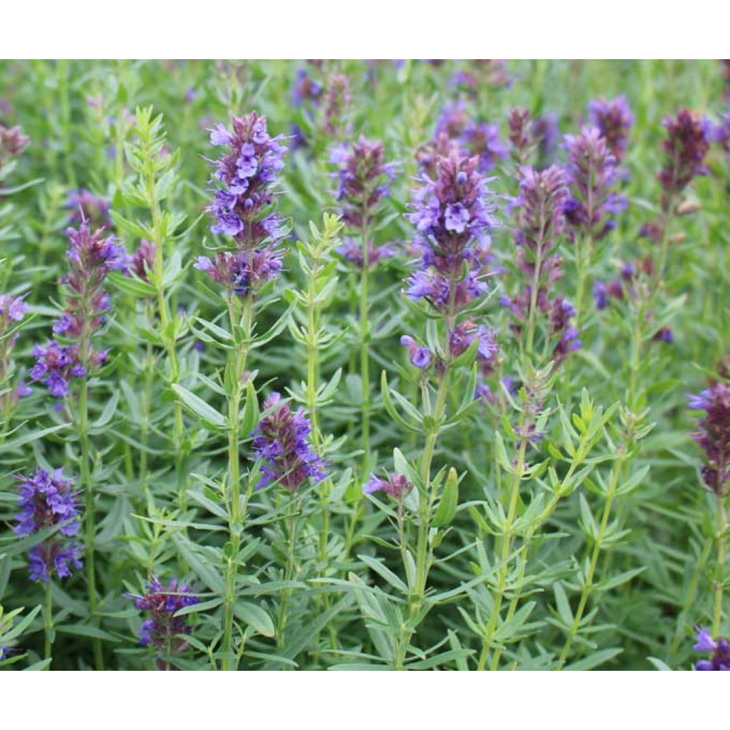 Issopo Infuso - 20 gr - sacchetto carta con zip grande