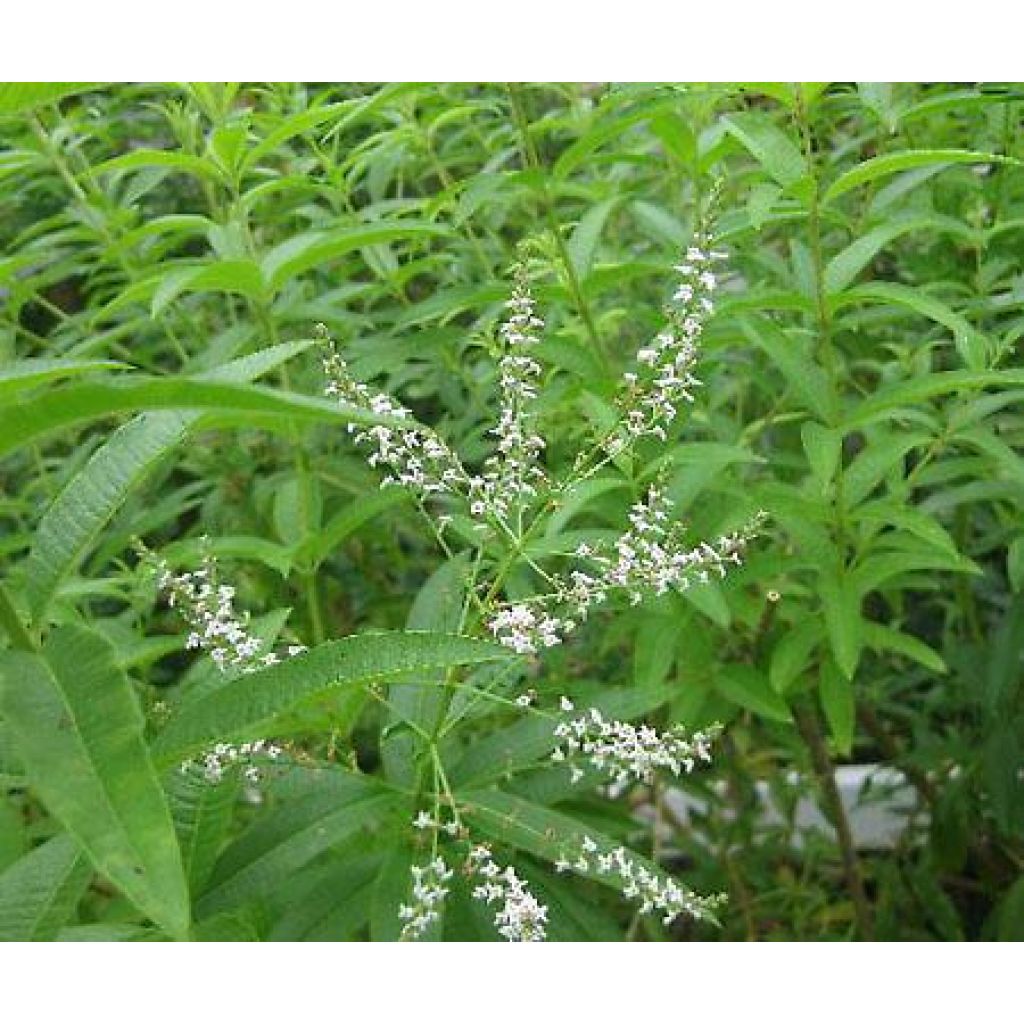 Erba luigia&ndash; 20 g - sacchetto carta con zip grande