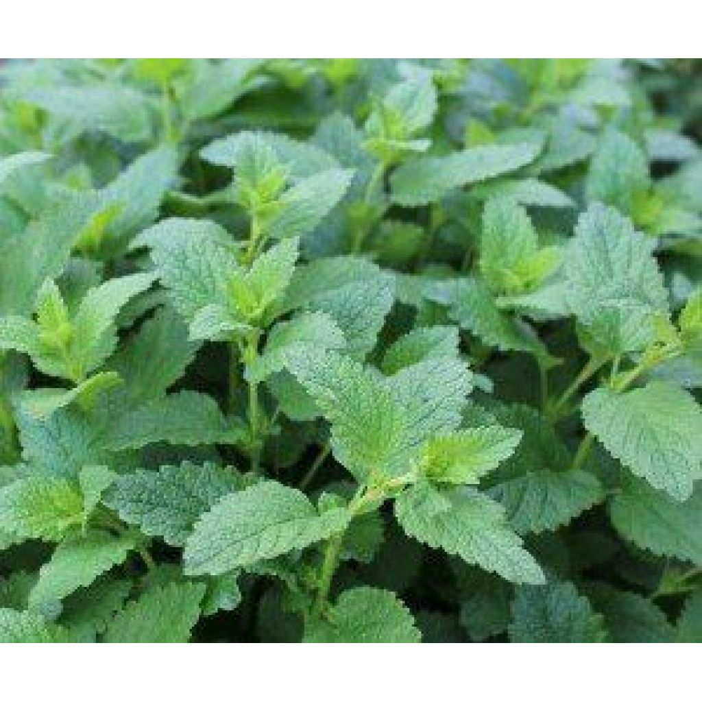 Melissa Infuso - 10 gr - sacchetto carta con zip piccolo