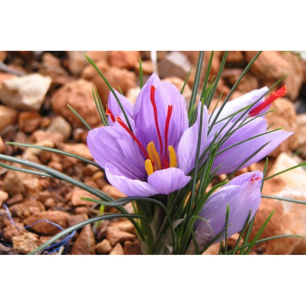 Zafferano in stigmi - vasetto vetro 1 gr