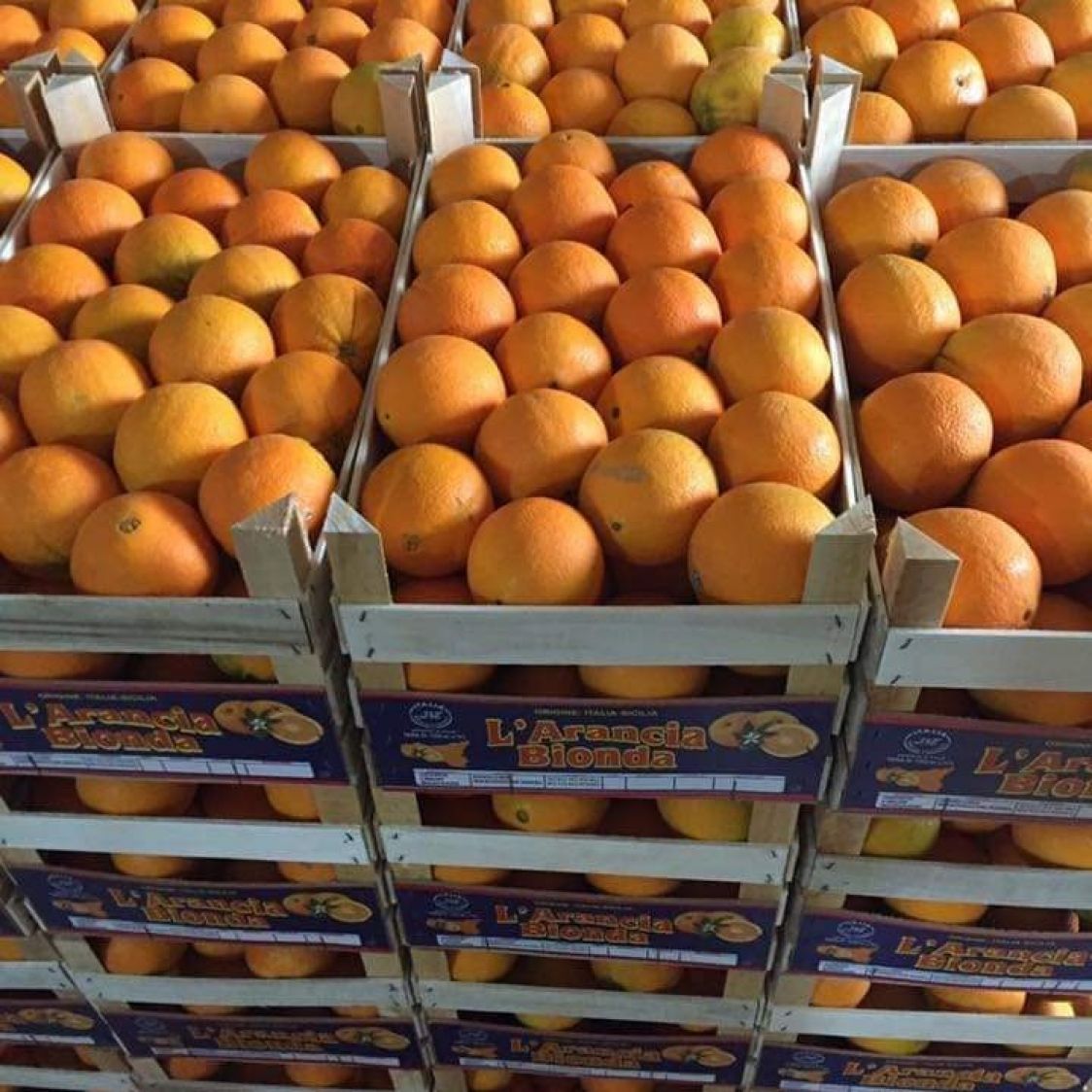 Azienda agricola Martorana Maria